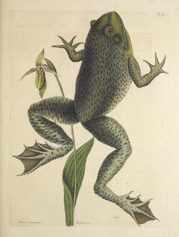 Vintage illustration of a large, olive-green frog with a pale purple and yellow flower and a green plant.