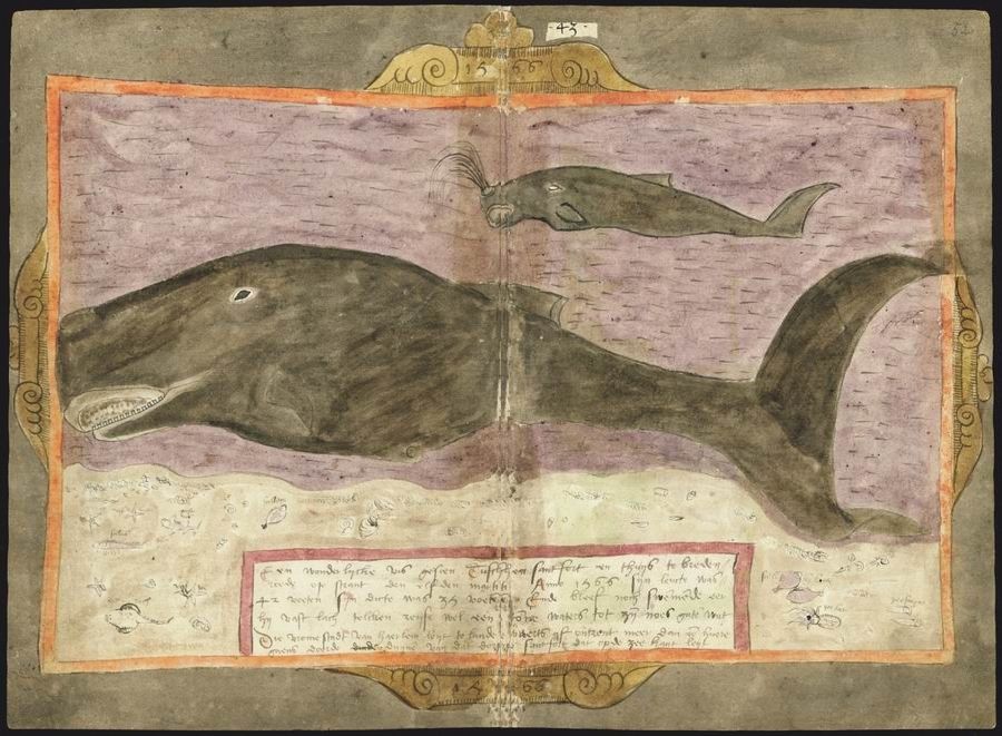 A vintage illustration of a whale with handwritten text and an ornate border.