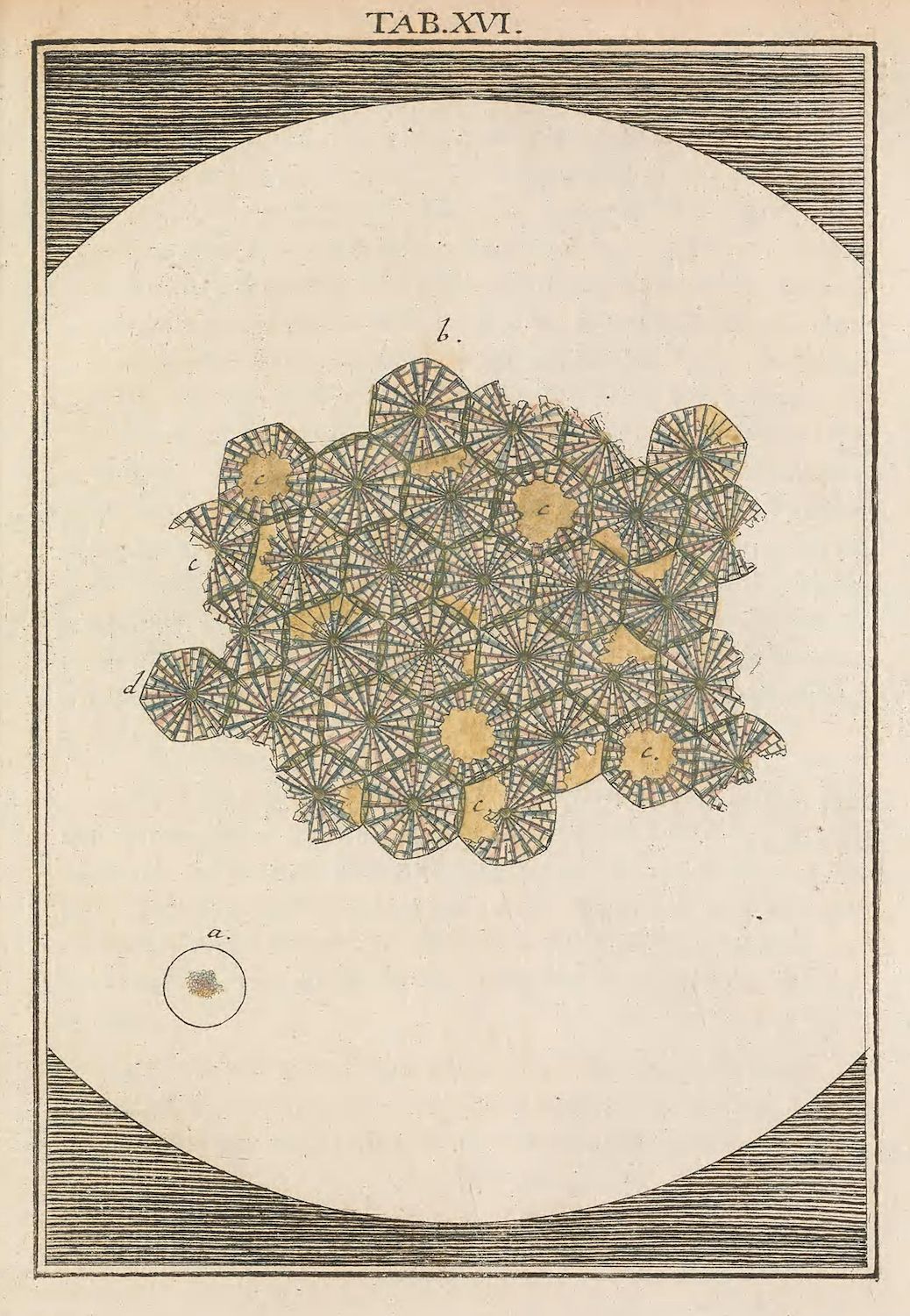Vintage scientific illustration of a microscopic structure with geometric patterns and labels.