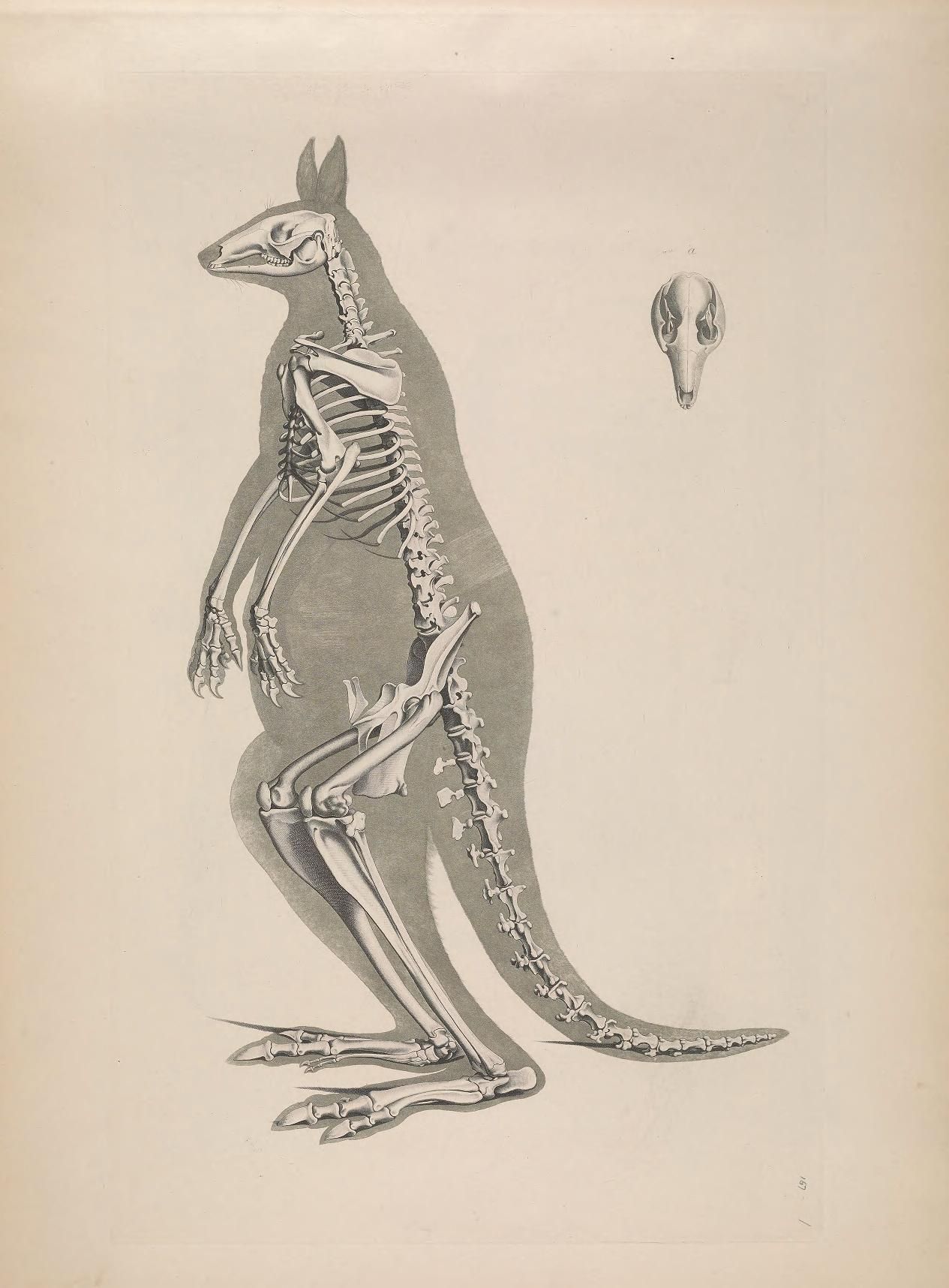 Vintage anatomical illustration of a kangaroo skeleton and skull.