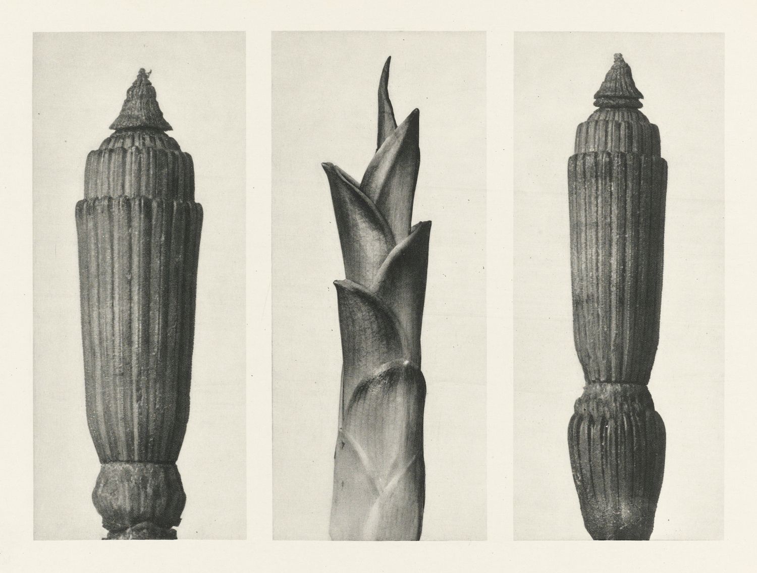 Vintage botanical illustration of a plant's growth stages.