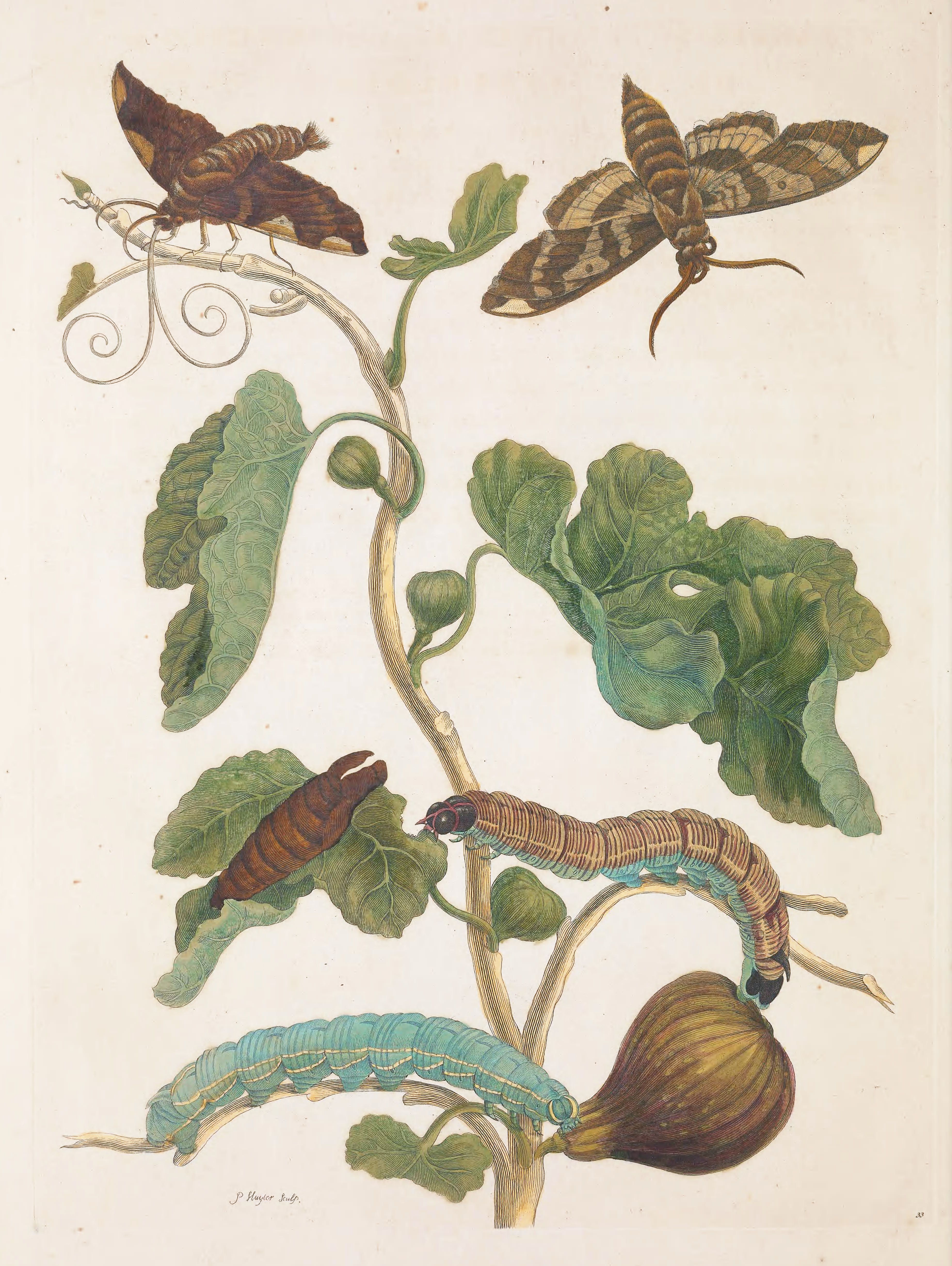 Botanical illustration of a plant with moths and caterpillars.