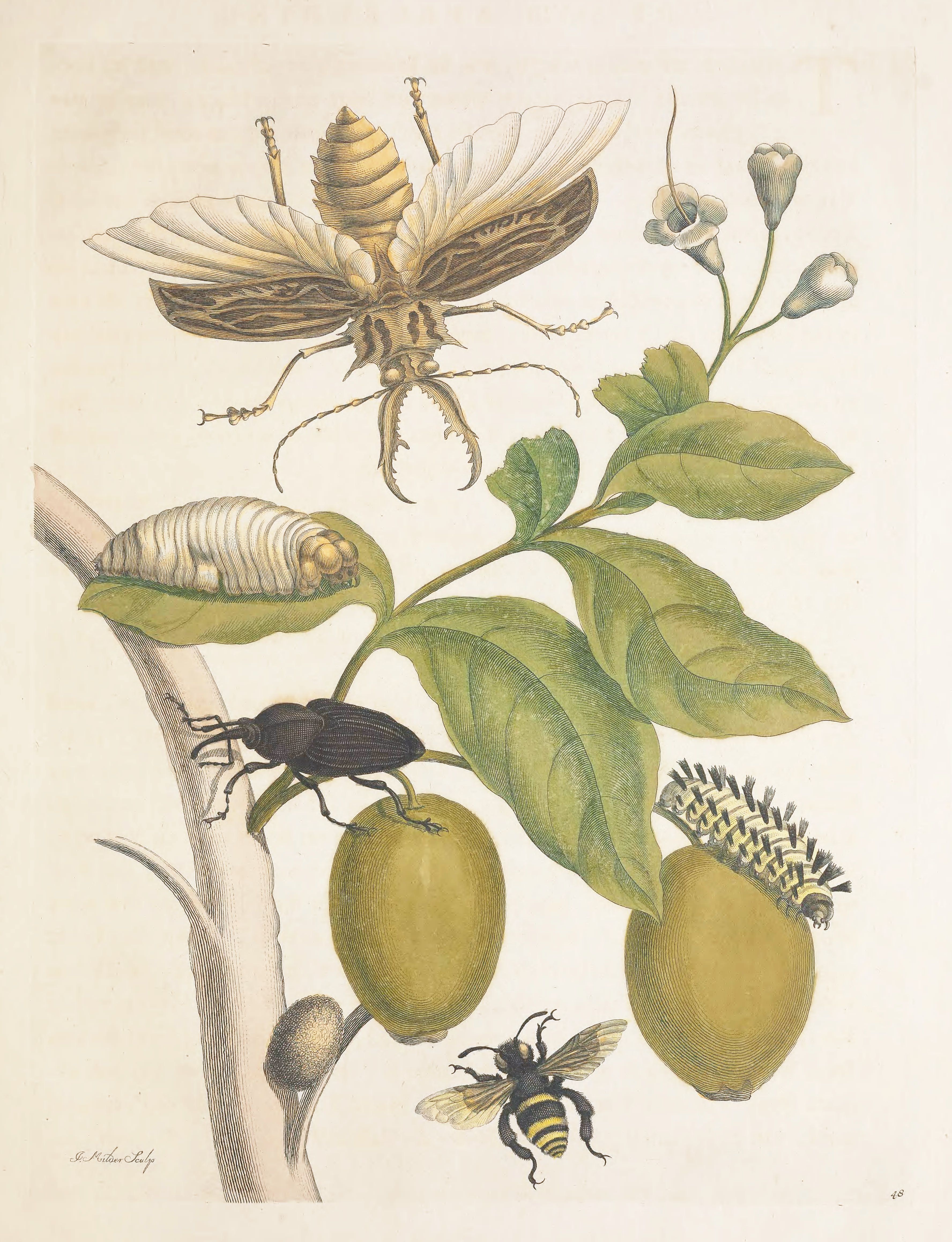 Detailed botanical illustration of a plant with fruits and various insects in different life stages.
