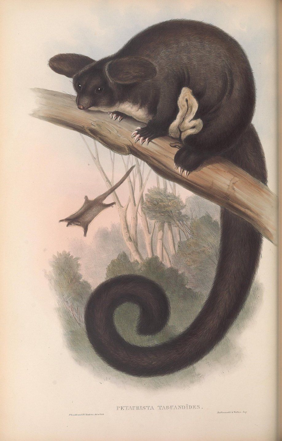 Vintage illustration of a sugar glider clinging to a branch, with its long tail curled below.