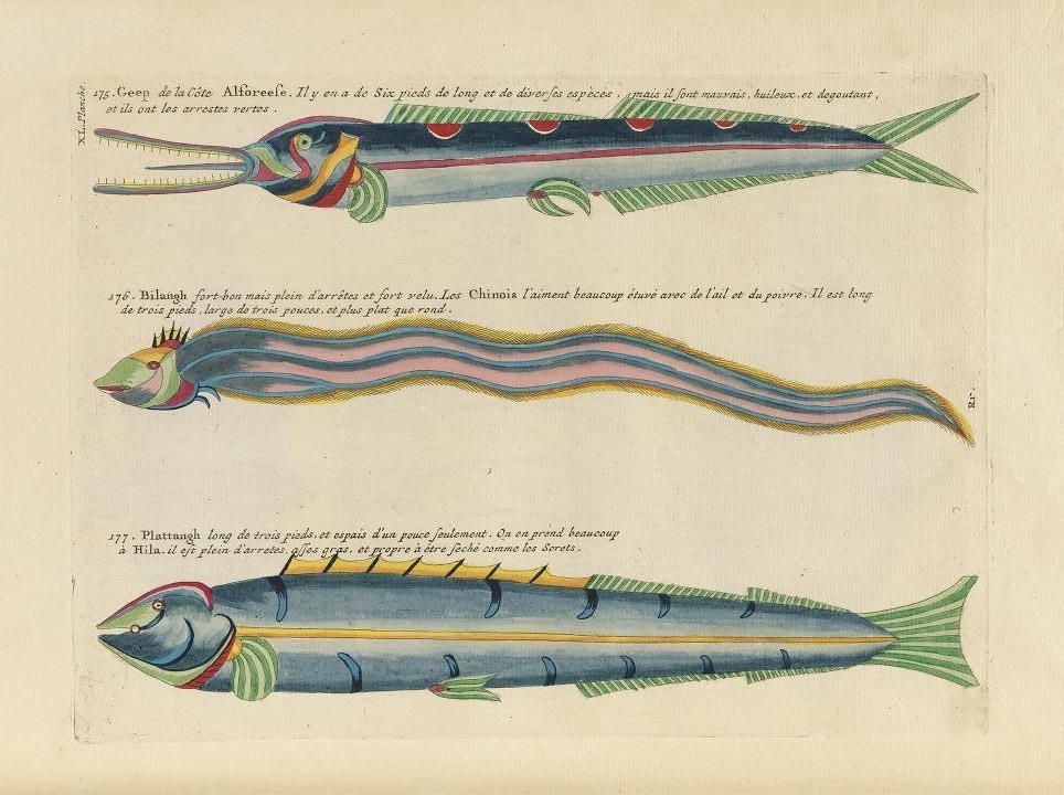 A vintage illustration of three different types of fish, labeled with French text.