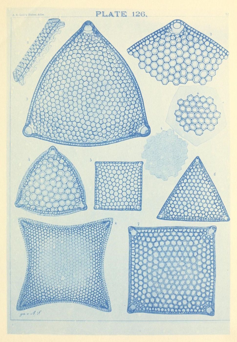 Vintage scientific illustration of cellular structures in various geometric shapes, labeled "PLATE 126".