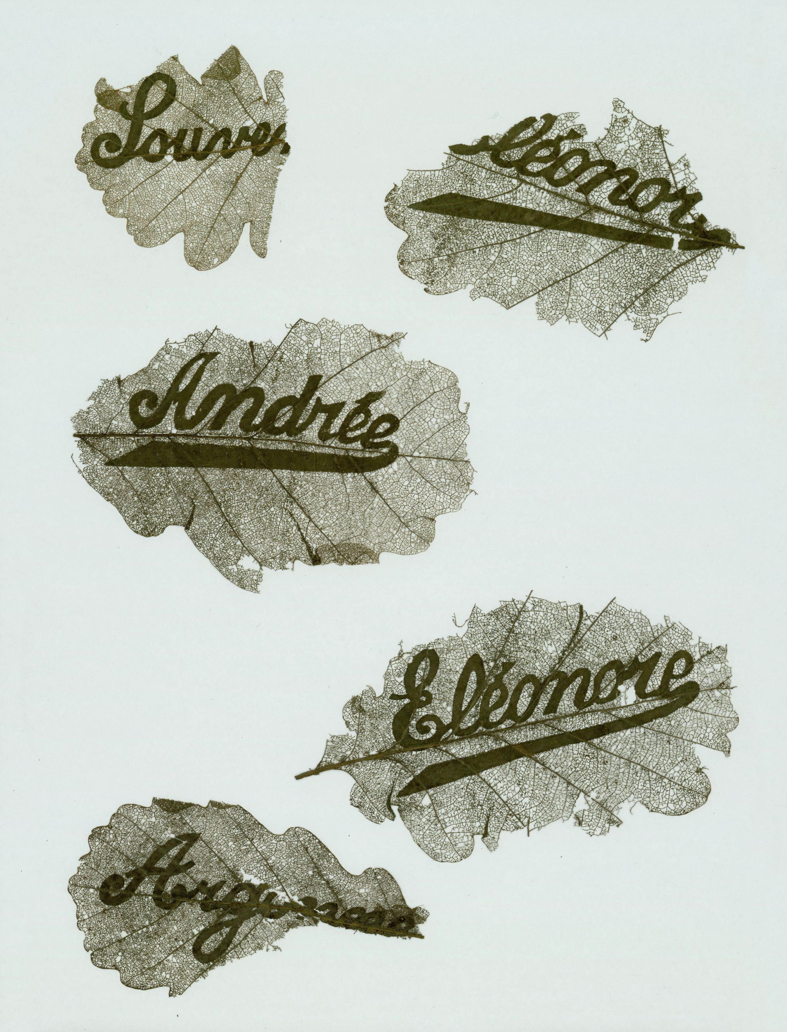 A collection of leaves with names written across them in a delicate, cursive script against a pale green background.