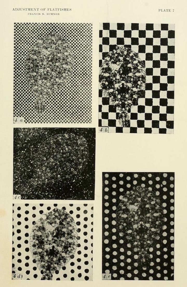 A scientific plate titled "Adjustment of Flatfishes" by Francis B. Sumner, featuring five square images with different background patterns and a central blurred dark shape resembling a flatfish.