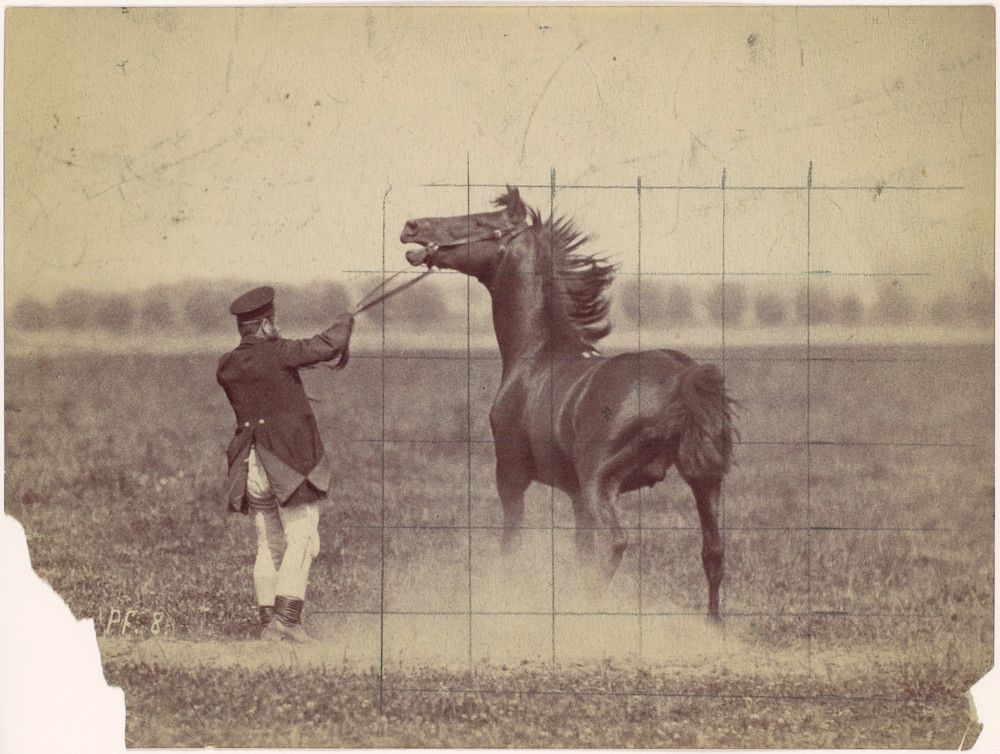 Vintage photograph of a man with a horse rearing up in a field.