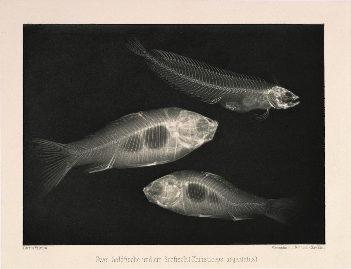 Vintage x-ray photograph of three fish skeletons against a black background.