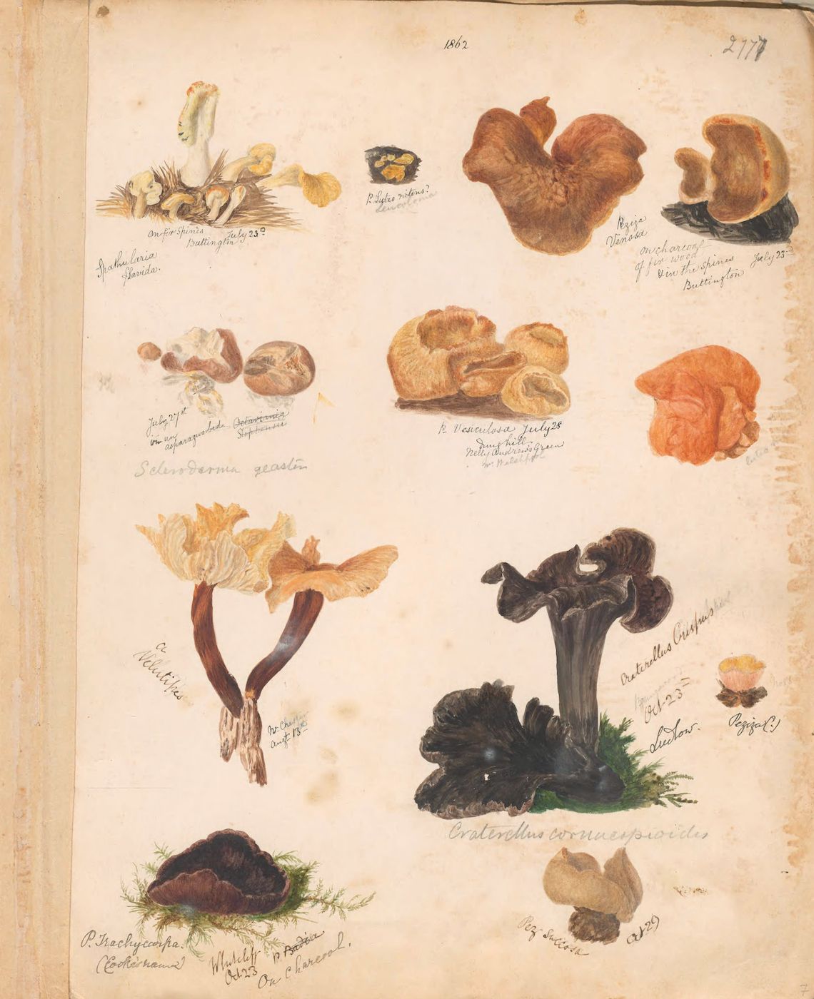 A page from a botanical illustration filled with detailed watercolor paintings of various mushrooms, accompanied by handwritten labels.
