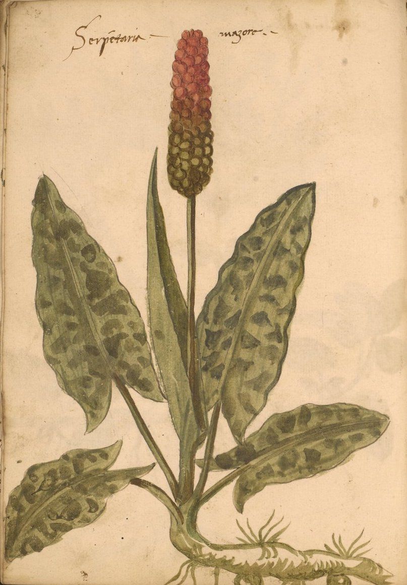 Vintage botanical illustration of a plant with a reddish-brown flower spike and mottled leaves.