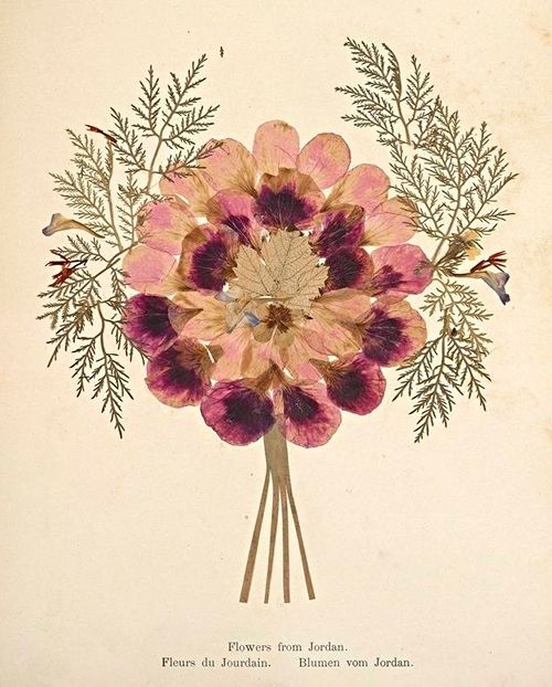 Vintage botanical illustration of a flower arrangement with burgundy and pink flowers and feathery foliage.