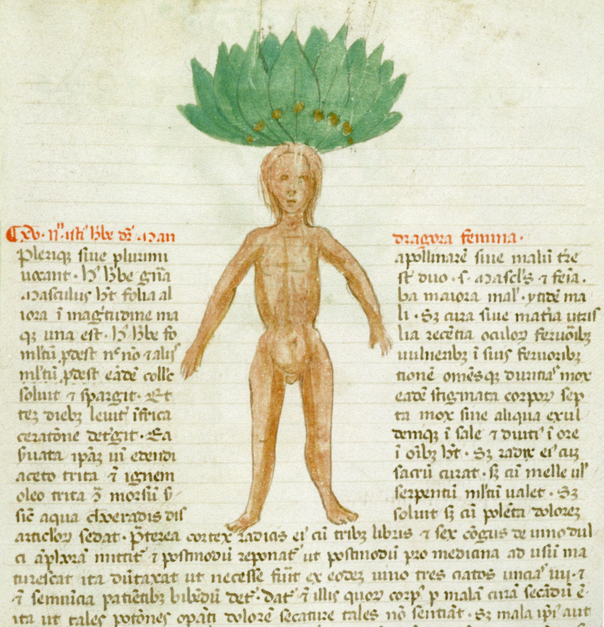 A medieval manuscript illustration of a nude human figure with a leafy plant growing from its head.