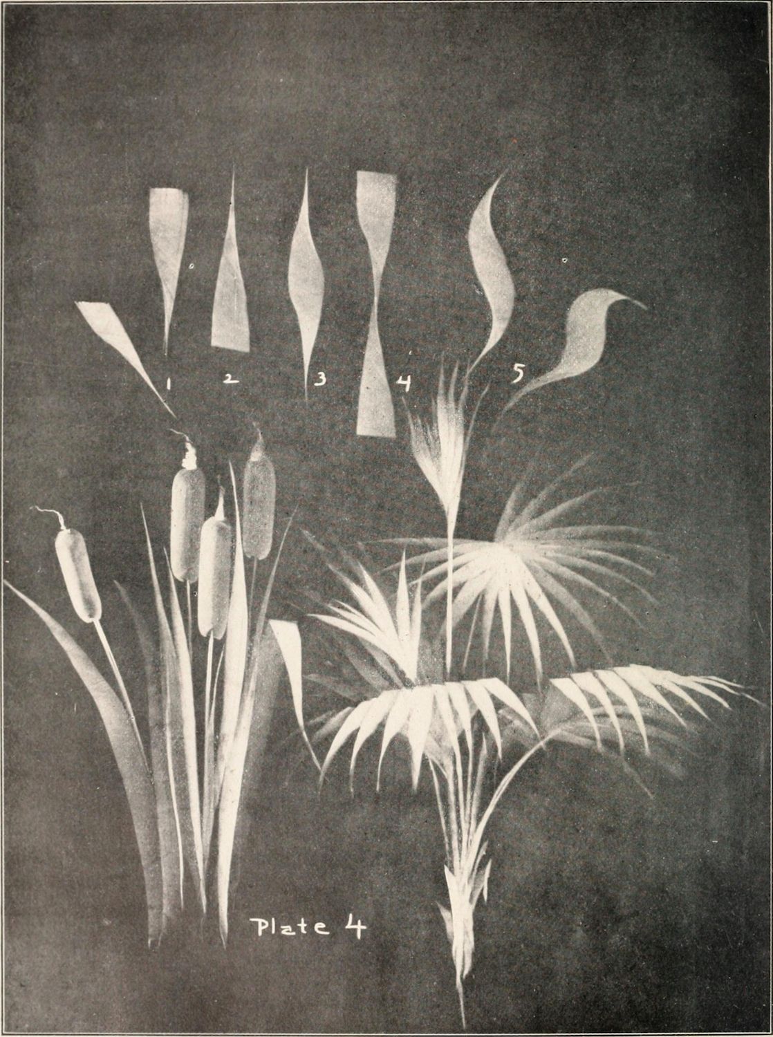 Vintage botanical illustration of various plant leaves and flower spikes, labeled with numbers 1 to 5, against a dark background.