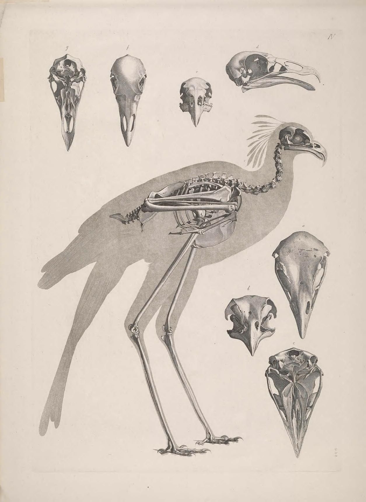 Vintage illustration of a bird skeleton and bird skulls.