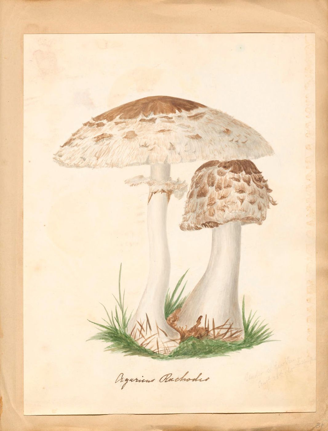 Vintage botanical illustration of two mushrooms with the text "Agaricus Rachodes" below.