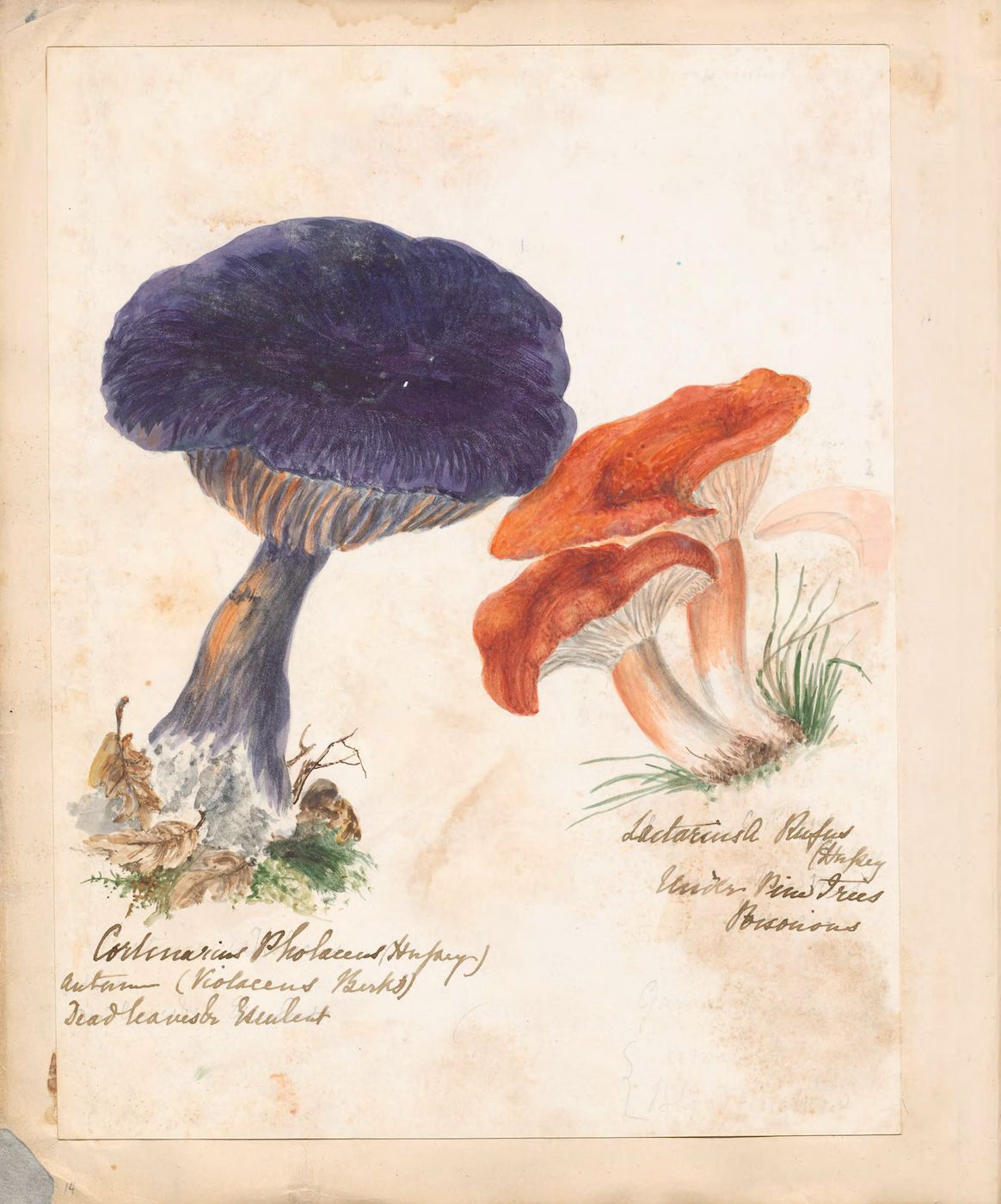 Watercolor painting of two types of mushrooms with handwritten labels.