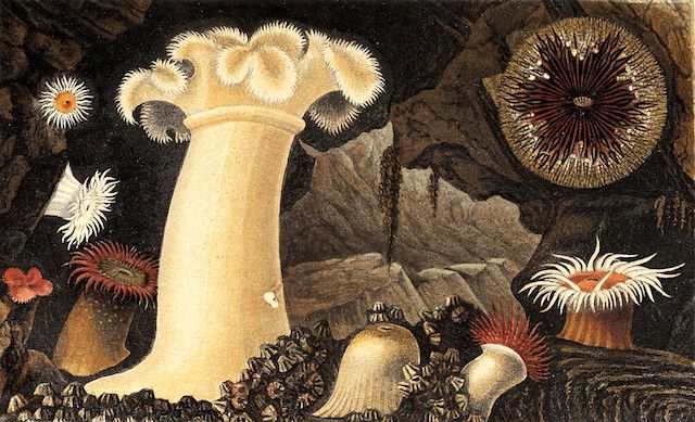 Vintage illustration of sea anemones in a rocky underwater environment.