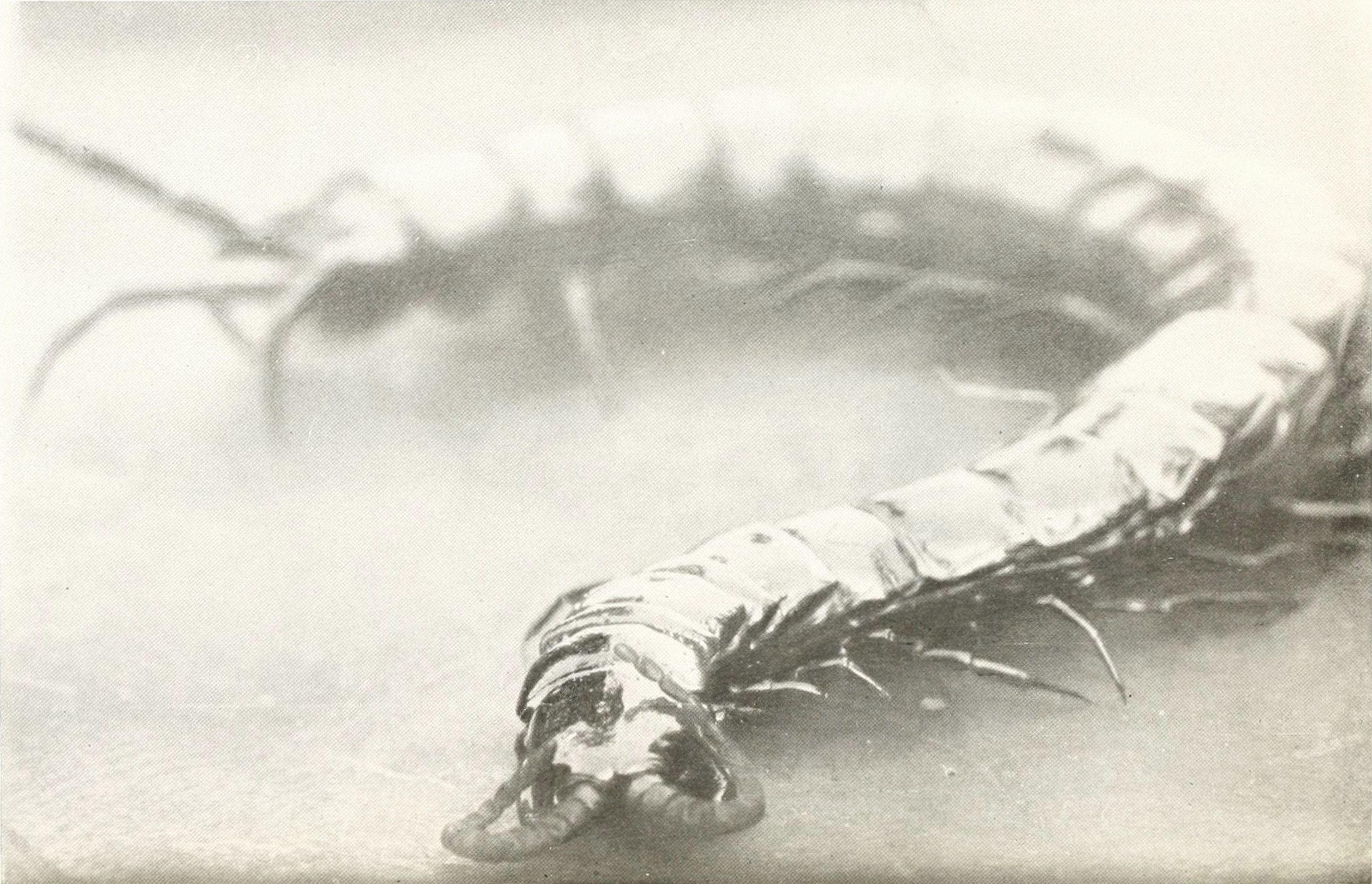 A black and white photograph of a centipede with many legs crawling on a light surface.