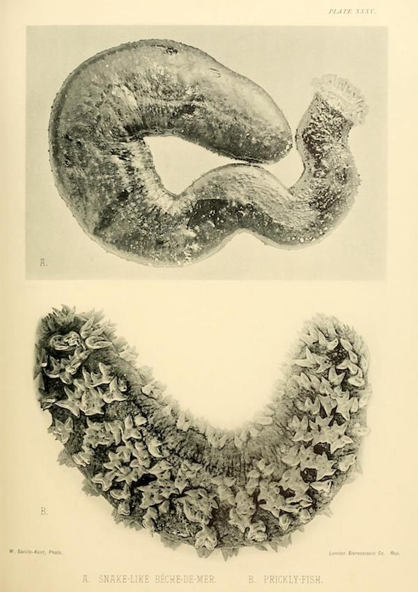 Vintage biological illustration of two unusual sea creatures: a snake-like Seche-de-Mer and a Prickly-Fish.
