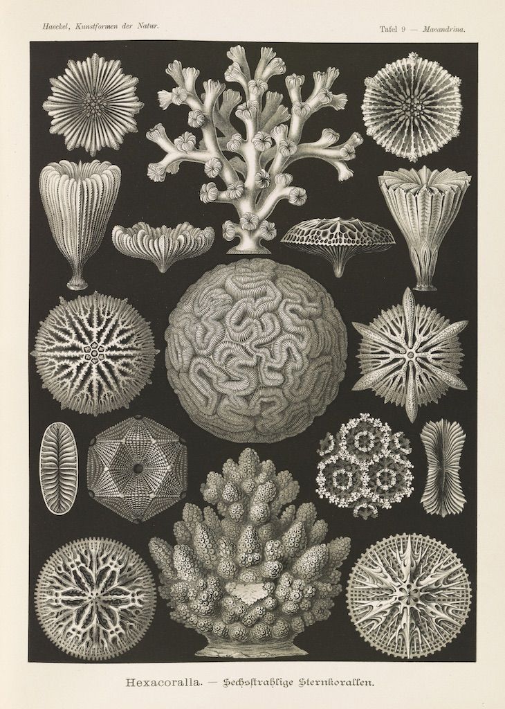 A vintage biological illustration featuring various types of coral, meticulously drawn in a black and white style.