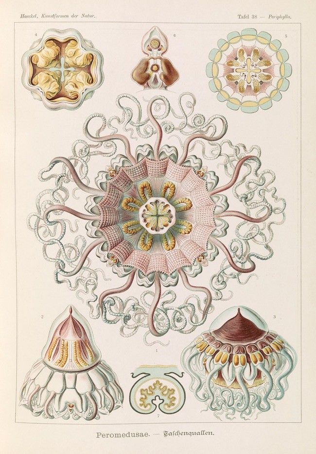 Vintage scientific illustration of various jellyfish species, arranged as a plate with detailed depictions and German text labels.