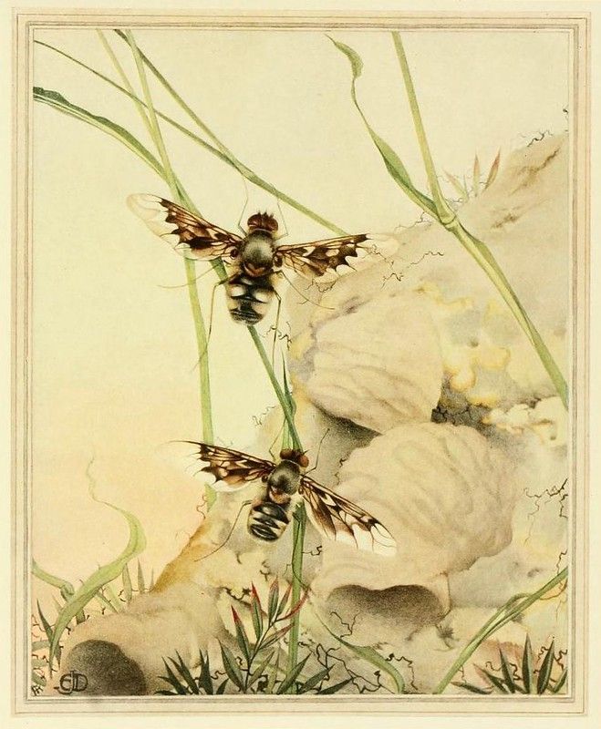 Vintage illustration of two horseflies on a stone with grass and plants.