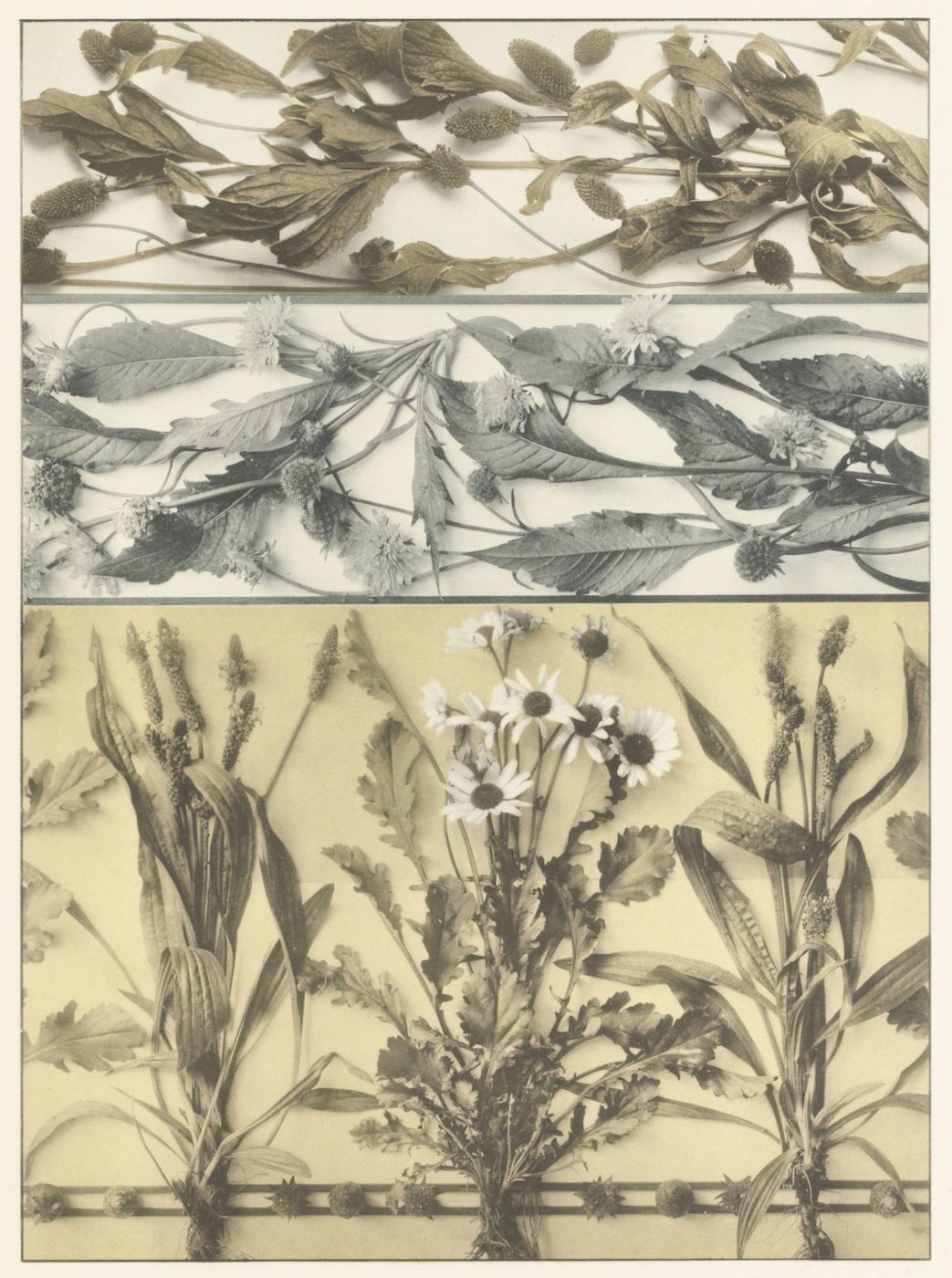 A vintage botanical illustration divided into three horizontal panels, each showcasing different arrangements of wildflowers and plants.