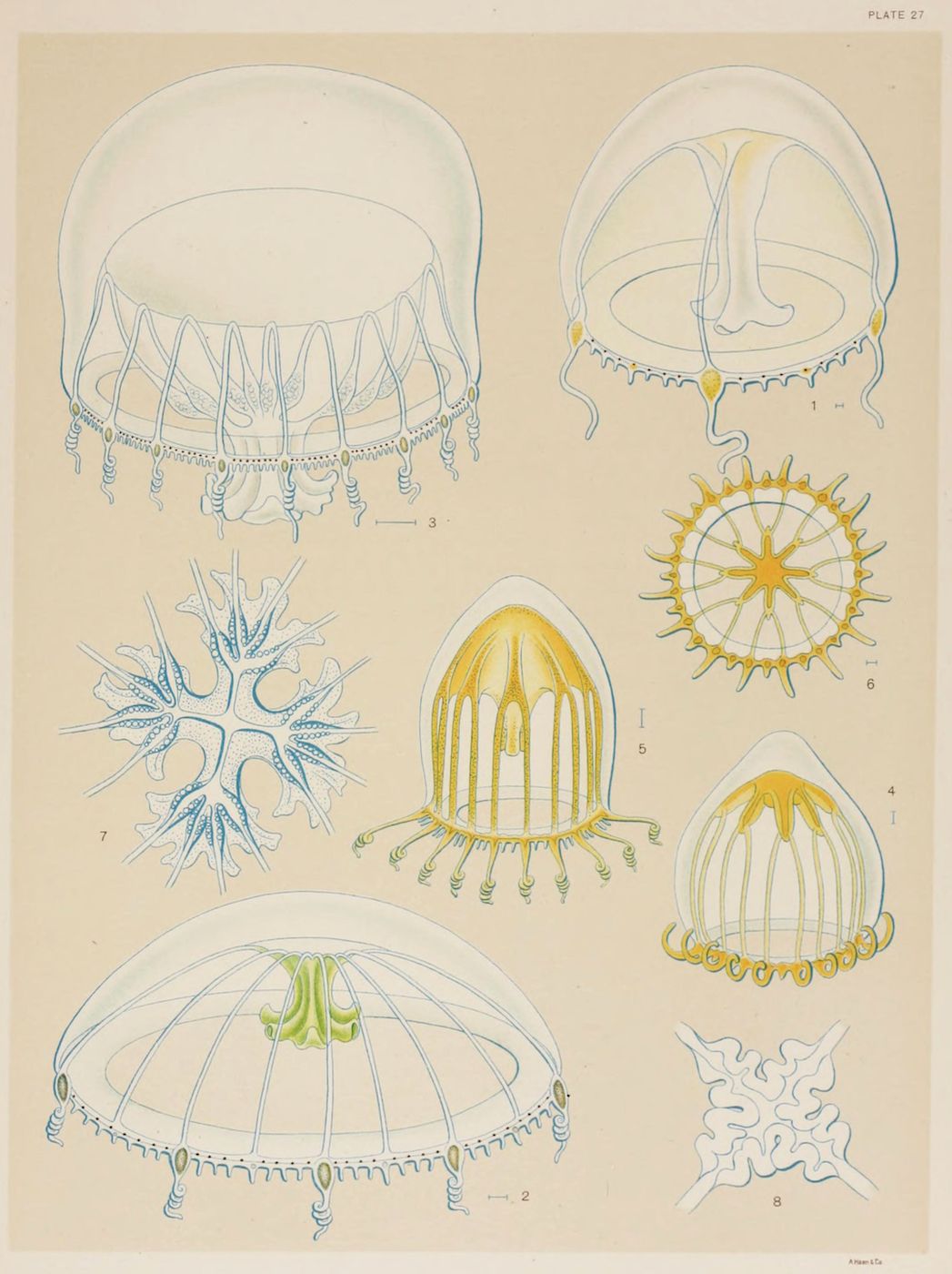 Vintage scientific illustration of jellyfish in blue line drawing with yellow highlights, numbered 1-8, on a pale yellow background.