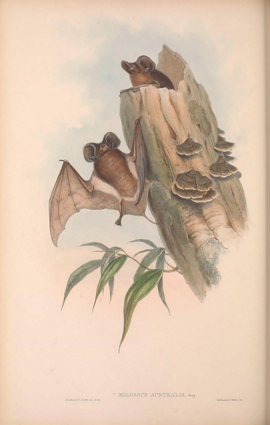 Vintage illustration of a bat perched on a tree.