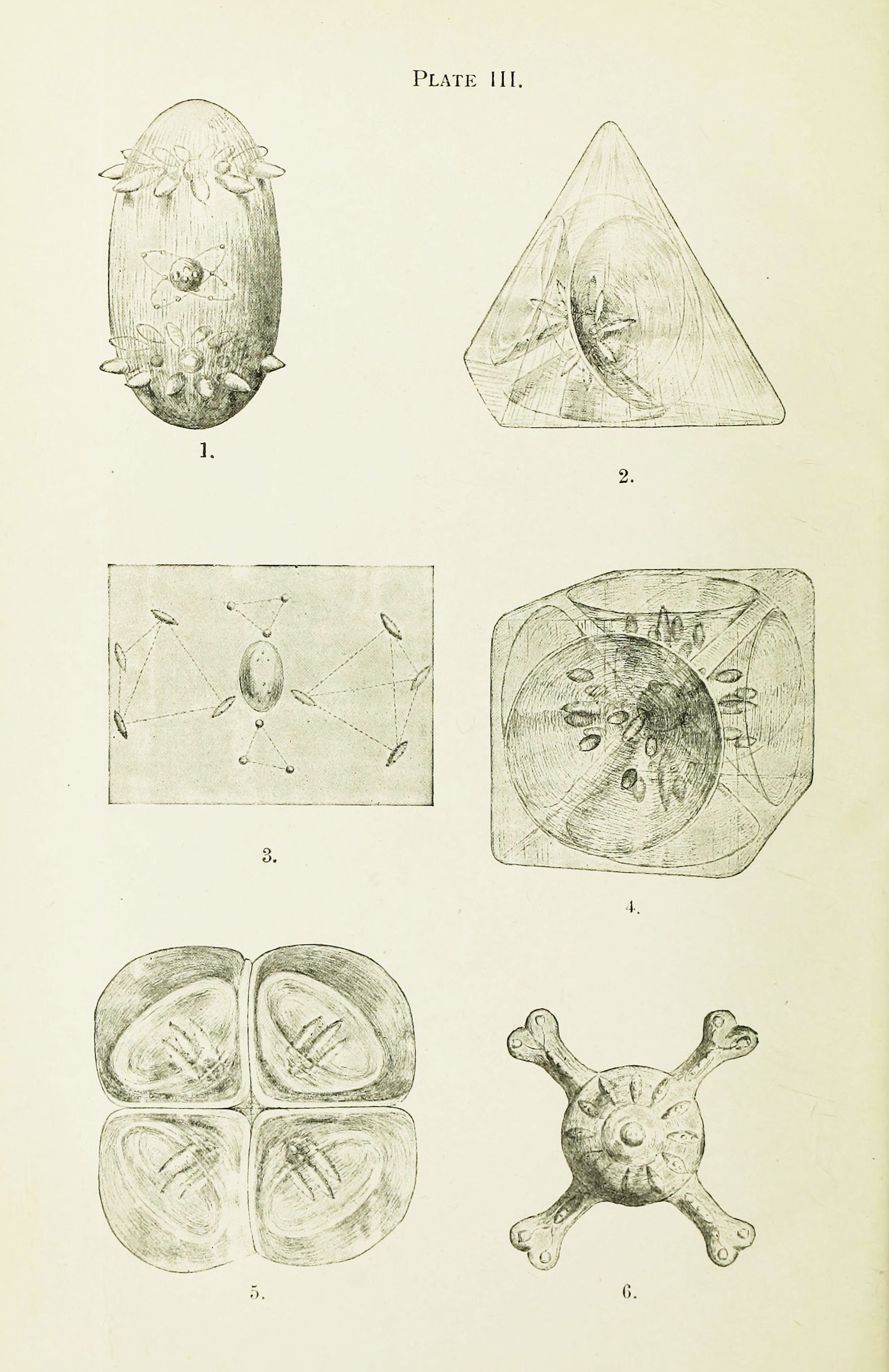 Vintage scientific illustration of six microscopic organisms or structures, labeled "PLATE III.", with detailed linework and shading.
