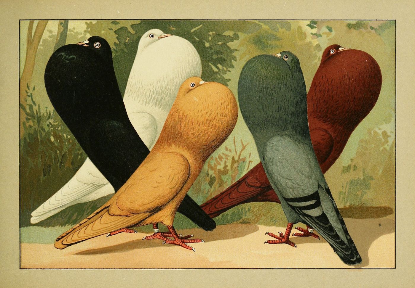 Vintage illustration of five pigeons with different colored plumage: black, white, golden, gray, and red.