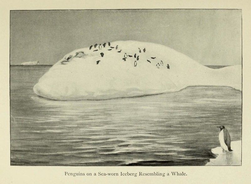 Penguins on a Sea-worn Iceberg Resembling a Whale.
