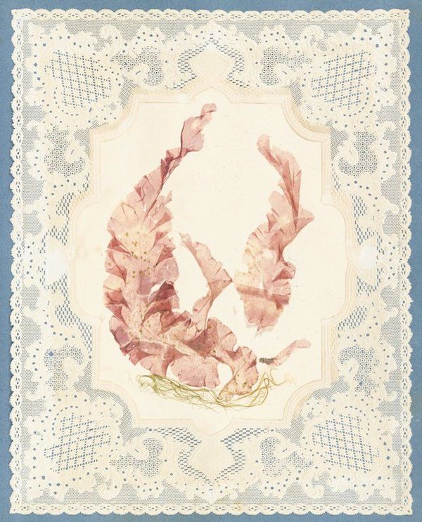 A pressed seaweed specimen is mounted on cream-colored paper and surrounded by an intricate lace border. The background is a muted blue color.