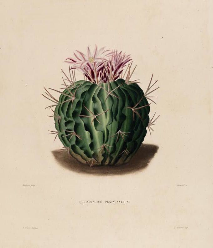 Vintage botanical illustration of an Echinocactus pentacanthus cactus with green ribbed body, dark spines, and pink flowers.