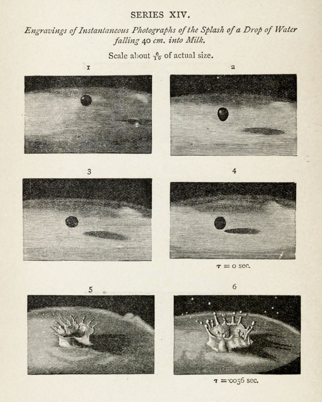 A series of six black and white engravings depicting the stages of a water drop falling into milk, capturing the splash in different moments.