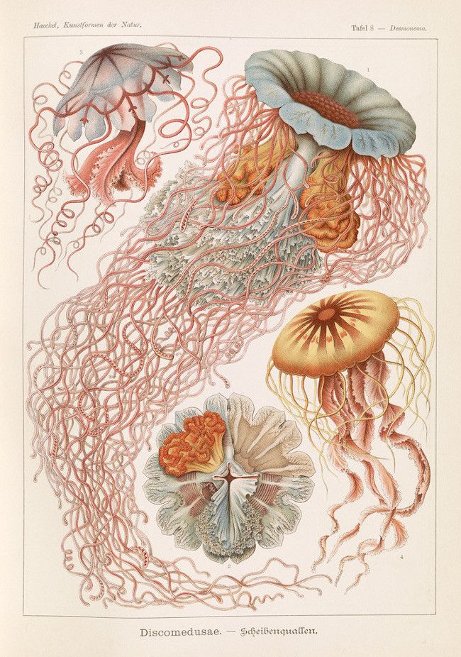 Vintage scientific illustration of jellyfish with detailed anatomy and intricate tentacles.