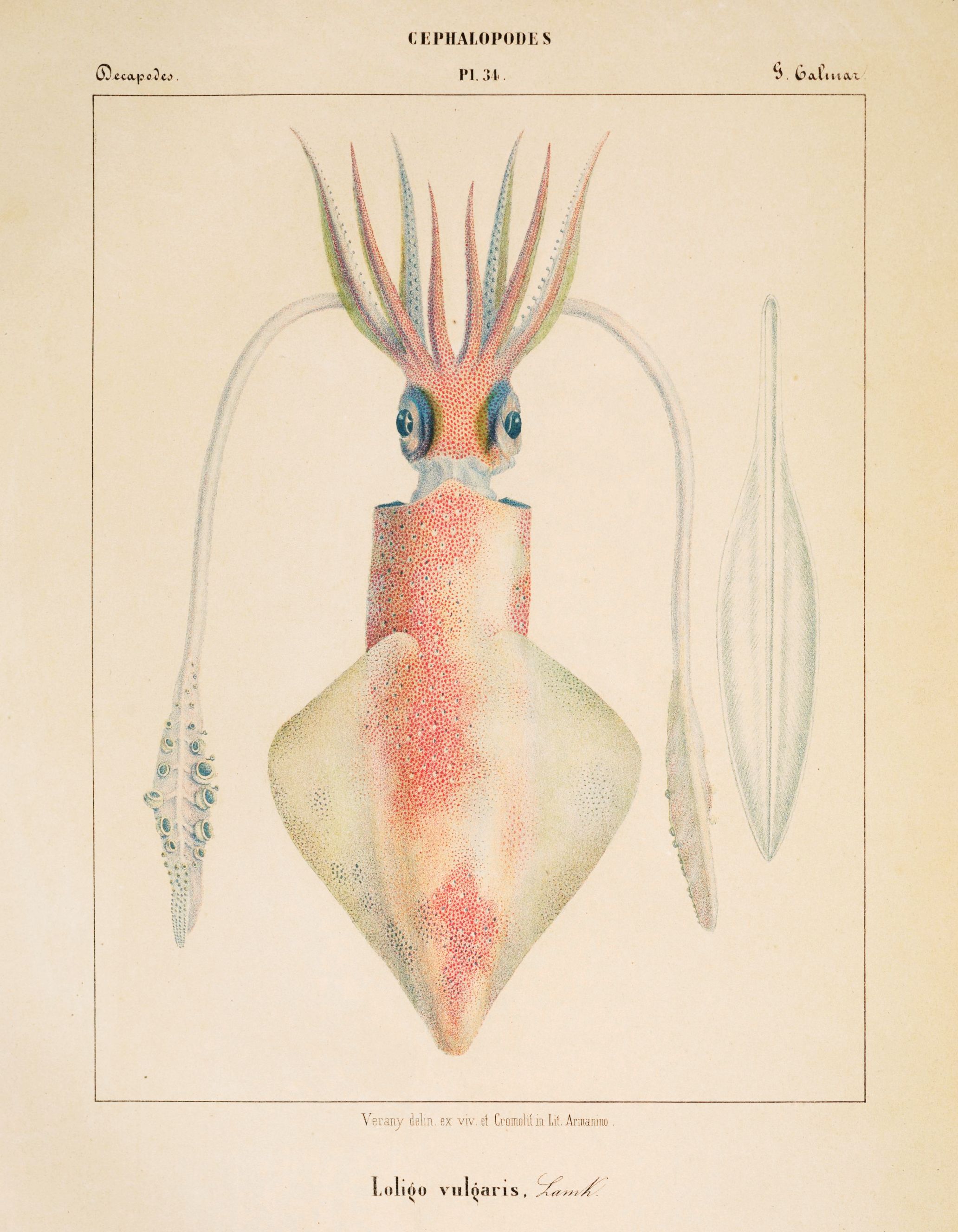 A vintage scientific illustration of a squid, labeled 'Loligo vulgaris', with detailed anatomy and watercolor-like rendering.