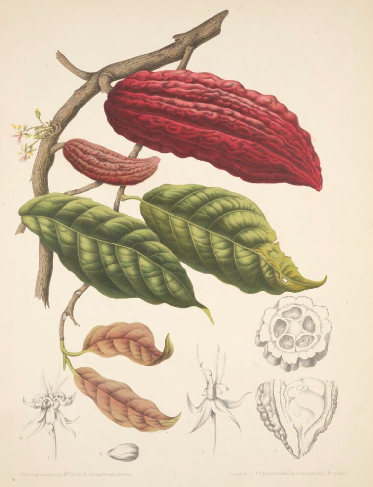 Vintage botanical illustration of a cacao plant with fruits, leaves, flowers, and detailed drawings of the fruit and seed structure.