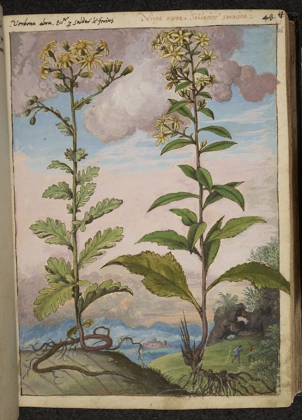 A detailed botanical illustration of two plants with yellow flowers and green leaves, set against a landscape with hills, mountains, and a pale blue sky.