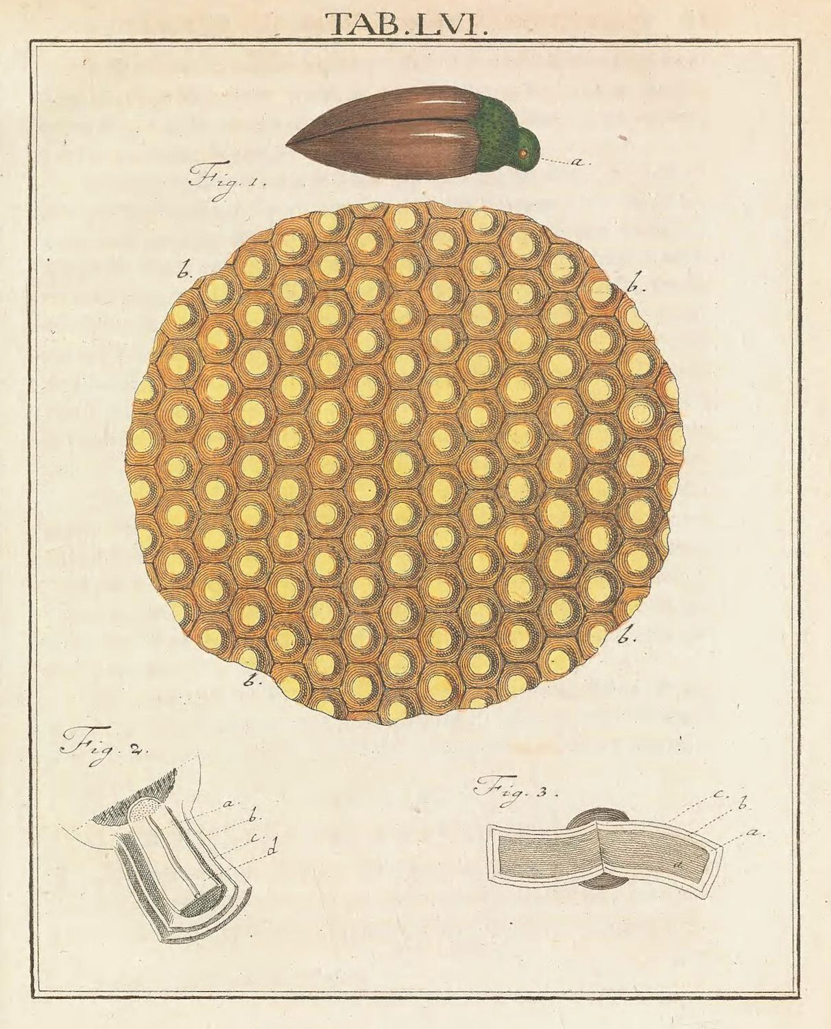 Vintage botanical illustration of a seed and hexagonal cell structure.