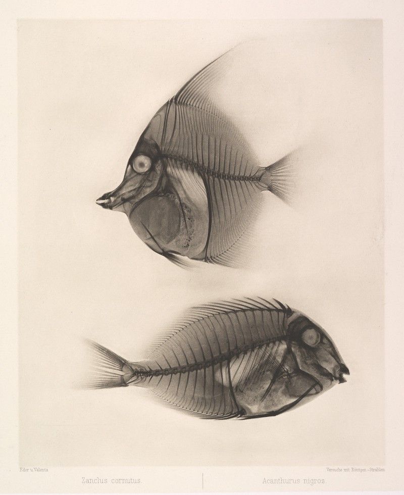 Vintage lithograph of two fish skeletons, one with a horn-like projection and the other more rounded, with labels in a foreign language.
