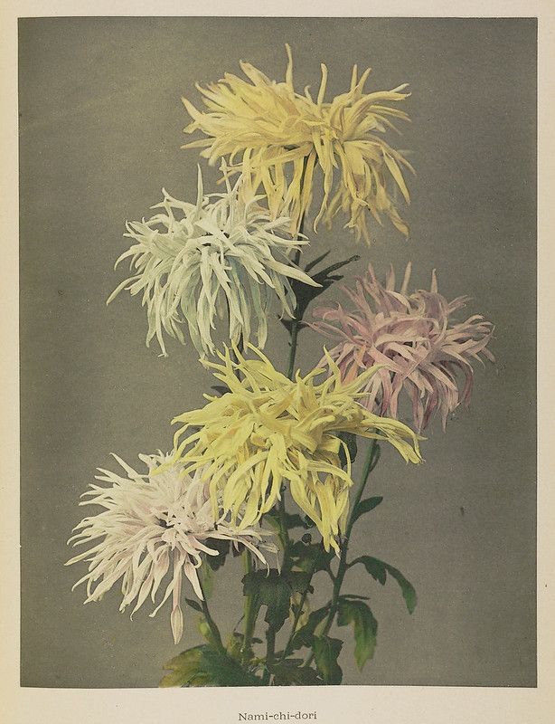 Vintage botanical illustration of a cluster of chrysanthemums in shades of white, cream, and pale lavender against a muted olive green background.