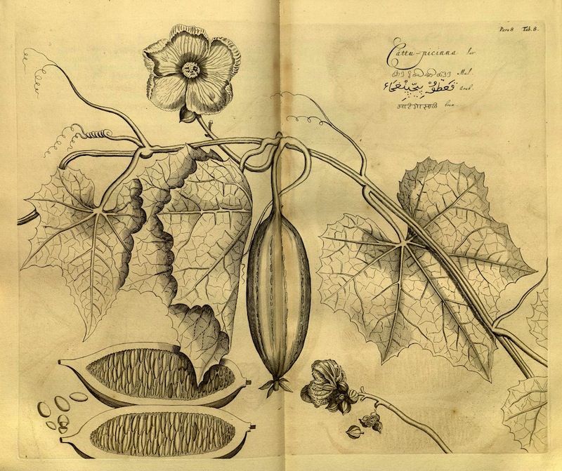 A detailed botanical illustration of a plant with large leaves, a flower, and segmented fruits on a yellowed page of a book.