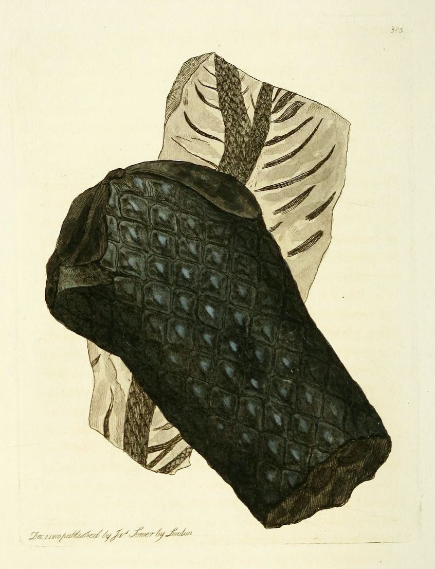 Vintage botanical illustration of a plant leaf with detailed vein patterns and textured surfaces, labeled as an unpublished work by J.S. Linder, London.