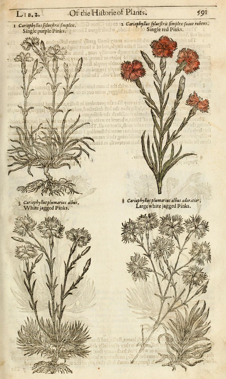 A page from an old botanical illustration book featuring four detailed illustrations of different types of pinks (Dianthus) plants.