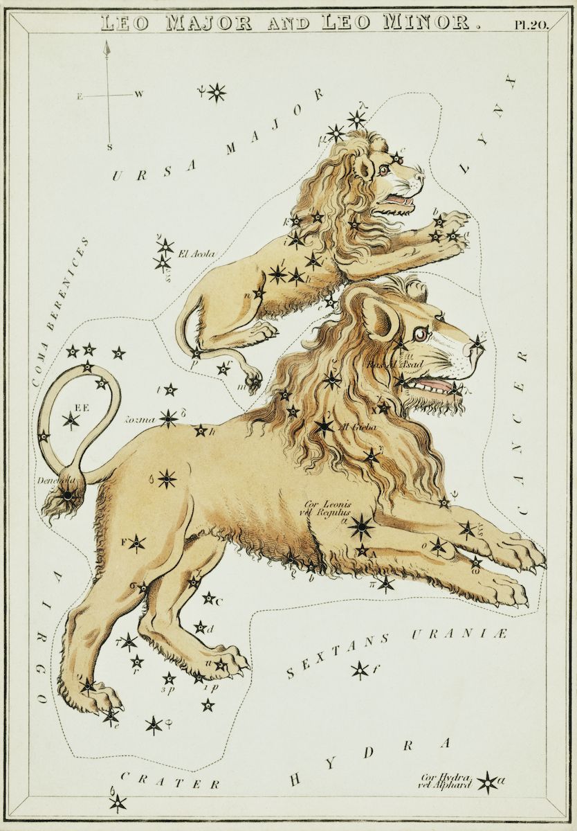 Vintage celestial map depicting the constellations Leo Major and Leo Minor, with a large golden lion as the central figure and numerous stars and constellations scattered across the map.