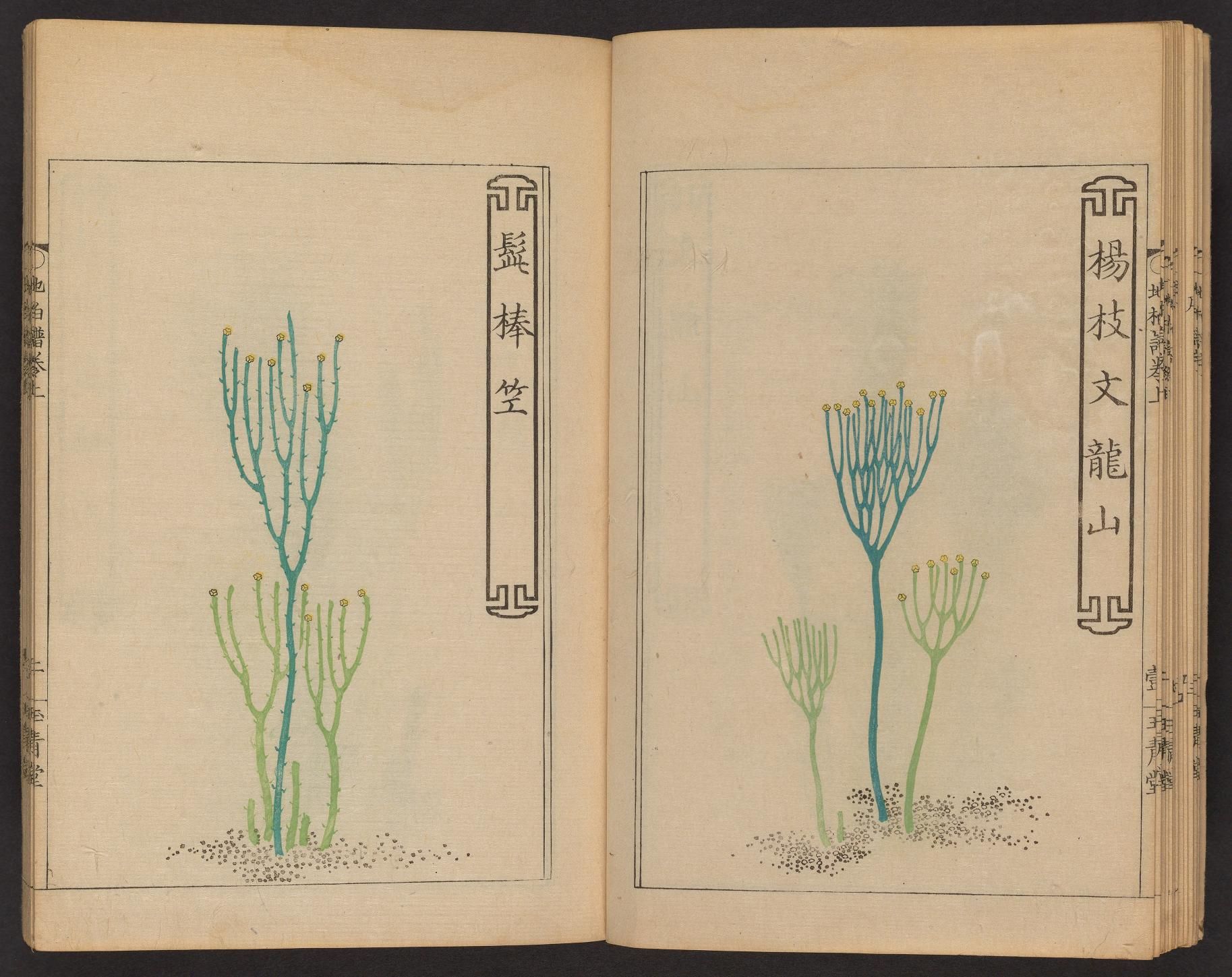 Open book with botanical illustrations of plants.