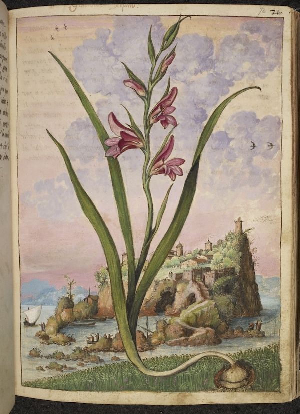 A page from an old book with a detailed botanical illustration of a gladiolus plant growing out of a rocky landscape with a castle on a hill.